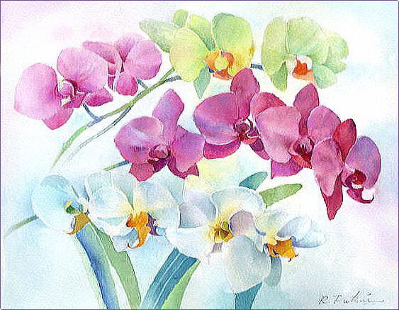 赤い蘭の花　水彩画　レランセナ sddefault.jpg?v=65bdb3fc